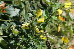 Crotalaria walkeri